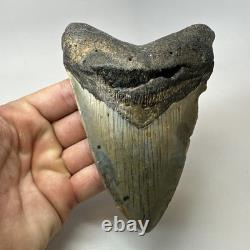 Megalodon Shark Tooth 5.59 Inch Beautiful Authentic Fossil Natural 20276