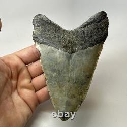 Megalodon Shark Tooth 5.59 Inch Beautiful Authentic Fossil Natural 20276