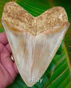 Megalodon Shark Tooth 5 & 5/16 RARE SOUTH EAST ASIA NO RESTORATIONS