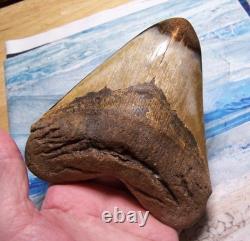 Megalodon Shark Tooth 5 5/16 Shark Teeth Giant Jaw Fossil Stunning Color Real