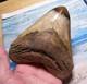 Megalodon Shark Tooth 5 5/16 Shark Teeth Giant Jaw Fossil Stunning Color Real