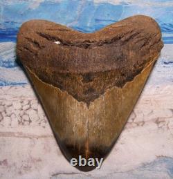 Megalodon Shark Tooth 5 5/16 Shark Teeth Giant Jaw Fossil Stunning Color Real