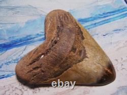 Megalodon Shark Tooth 5 5/16 Shark Teeth Giant Jaw Fossil Stunning Color Real