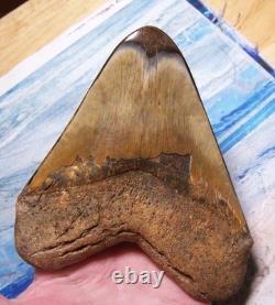 Megalodon Shark Tooth 5 5/16 Shark Teeth Giant Jaw Fossil Stunning Color Real