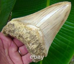 Megalodon Shark Tooth 5 & 5/16 ULTRA SERRATED INDONESIAN NO RESTORATION