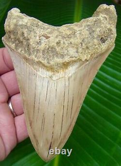 Megalodon Shark Tooth 5 & 5/16 ULTRA SERRATED INDONESIAN NO RESTORATION
