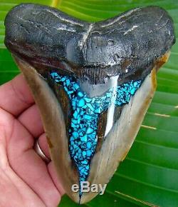 Megalodon Shark Tooth 5 & 5/16 in. NATURAL TURQUOISE REAL FOSSIL