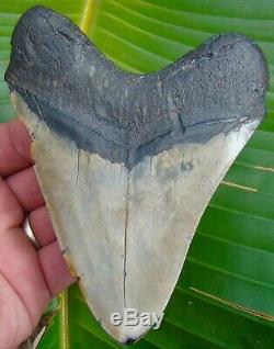 Megalodon Shark Tooth 5 & 5/16 in. NATURAL TURQUOISE REAL FOSSIL