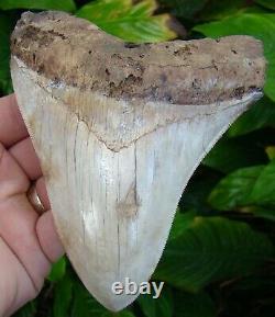 Megalodon Shark Tooth 5 & 5/16 in. REAL FOSSIL NATURAL = SYDNI