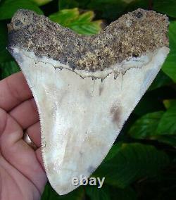 Megalodon Shark Tooth 5 & 5/16 in. REAL FOSSIL NATURAL = SYDNI