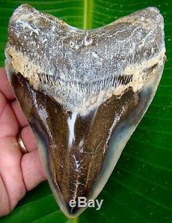 Megalodon Shark Tooth 5 & 5/16 in. SERRATED REAL FOSSIL JAW NO RESTO