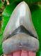 Megalodon Shark Tooth 5 & 5/16 In. World Class Top 1% No Restorations