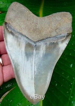 Megalodon Shark Tooth 5 & 5/16 in. WORLD CLASS TOP 1% NO RESTORATIONS