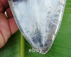 Megalodon Shark Tooth 5 & 5/8 BIG BLUE SUPER QUALITY INDONESIAN