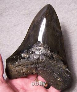 Megalodon Shark Tooth 5 5/8 Shark Teeth Big Jaw Fossil Stunning Color Polished
