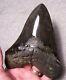 Megalodon Shark Tooth 5 5/8 Shark Teeth Big Jaw Fossil Stunning Color Polished