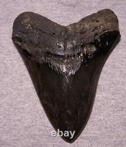 Megalodon Shark Tooth 5 5/8 Shark Teeth Big Jaw Fossil Stunning Color Polished