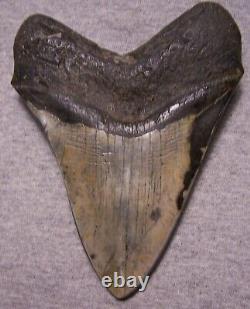 Megalodon Shark Tooth 5 5/8 Shark Teeth Big Jaw Fossil Stunning Color Polished