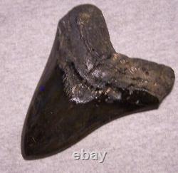 Megalodon Shark Tooth 5 5/8 Shark Teeth Big Jaw Fossil Stunning Color Polished