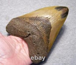 Megalodon Shark Tooth 5 5/8 Shark Teeth Fossil Stunning Color Huge Polished Jaw