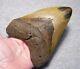 Megalodon Shark Tooth 5 5/8 Shark Teeth Fossil Stunning Color Huge Polished Jaw
