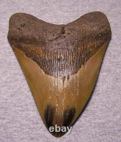 Megalodon Shark Tooth 5 5/8 Shark Teeth Fossil Stunning Color Huge Polished Jaw