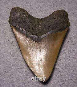Megalodon Shark Tooth 5 5/8 Shark Teeth Fossil Stunning Color Huge Polished Jaw