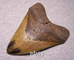 Megalodon Shark Tooth 5 5/8 Shark Teeth Fossil Stunning Color Huge Polished Jaw