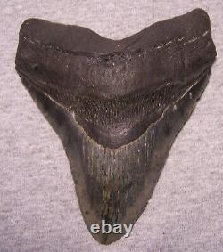 Megalodon Shark Tooth 5 5/8 Shark Teeth Serrated Fossil Massive No Repair