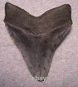 Megalodon Shark Tooth 5 5/8 Shark Teeth Serrated Fossil Massive No Repair