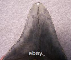 Megalodon Shark Tooth 5 5/8 Shark Teeth Serrated Fossil Massive No Repair