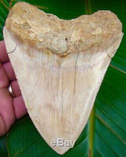 Megalodon Shark Tooth 5 & 5/8 ULTRA RARE SOUTHEAST ASIA NO RESTORATIONS