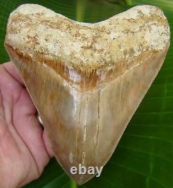 Megalodon Shark Tooth 5 & 5/8 in. TOP 1% INDONESIAN REAL FOSSIL