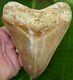 Megalodon Shark Tooth 5 & 5/8 In. Top 1% Indonesian Real Fossil