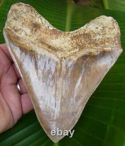 Megalodon Shark Tooth 5 & 5/8 in. TOP 1% INDONESIAN REAL FOSSIL