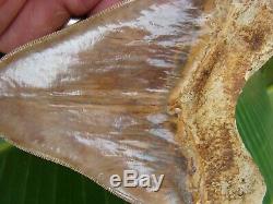 Megalodon Shark Tooth 5 & 5/8 in. TOP 1% INDONESIAN REAL FOSSIL