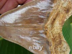 Megalodon Shark Tooth 5 & 5/8 in. TOP 1% INDONESIAN REAL FOSSIL