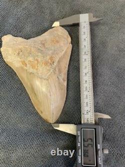 Megalodon Shark Tooth 5.5 in. COLORFUL INDONESIAN real asian fossil