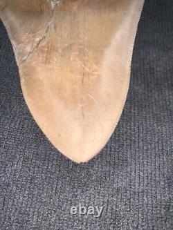 Megalodon Shark Tooth 5.5 in. COLORFUL INDONESIAN real asian fossil
