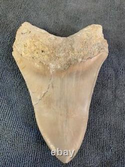 Megalodon Shark Tooth 5.5 in. COLORFUL INDONESIAN real asian fossil