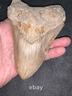 Megalodon Shark Tooth 5.5 in. COLORFUL INDONESIAN real asian fossil