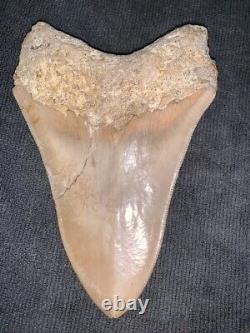 Megalodon Shark Tooth 5.5 in. COLORFUL INDONESIAN real asian fossil