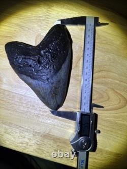 Megalodon Shark Tooth 5.5-inch Fossil NC #2A