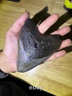 Megalodon Shark Tooth 5.5-inch Fossil NC #2A