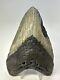 Megalodon Shark Tooth 5.60 Huge Beautiful Fossil Authentic 18852