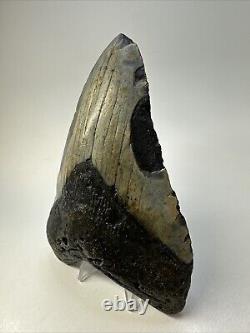 Megalodon Shark Tooth 5.60 Huge Beautiful Fossil Authentic 18852