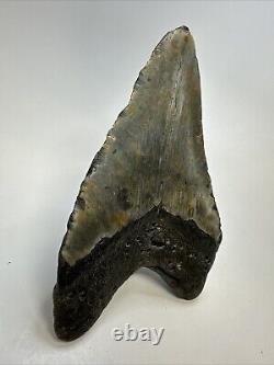 Megalodon Shark Tooth 5.60 Huge Beautiful Fossil Authentic 18852