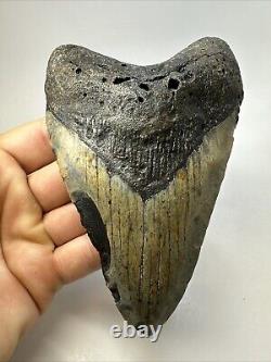 Megalodon Shark Tooth 5.60 Huge Beautiful Fossil Authentic 18852