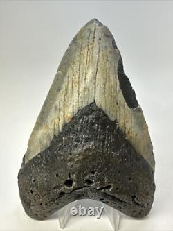 Megalodon Shark Tooth 5.60 inch Huge Beautiful Fossil Authentic 18852