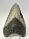 Megalodon Shark Tooth 5.60 Inch Huge Beautiful Fossil Authentic 18852